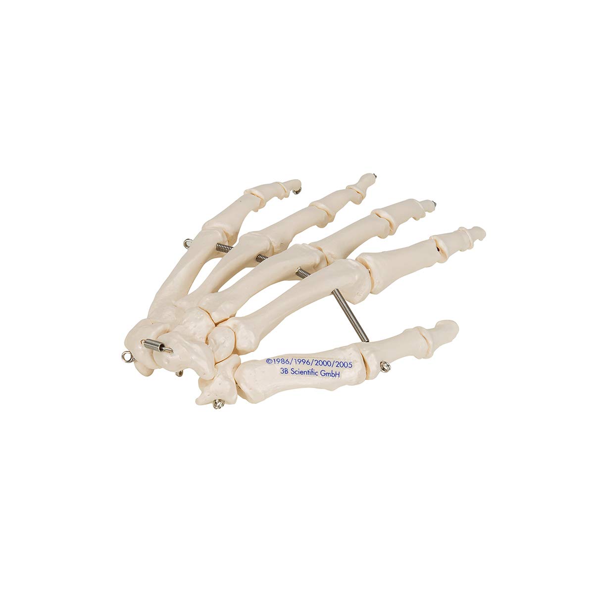 3b-scientific-handskelett-modell-auf-draht-lebensgro-smart-anatomy-app image 7