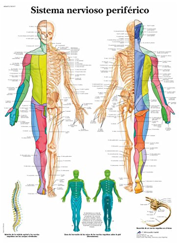 3b-scientific-spinalnerven-tafel-laminiert-anatomieposter-50-x-67-cm-f-r-studium image 4