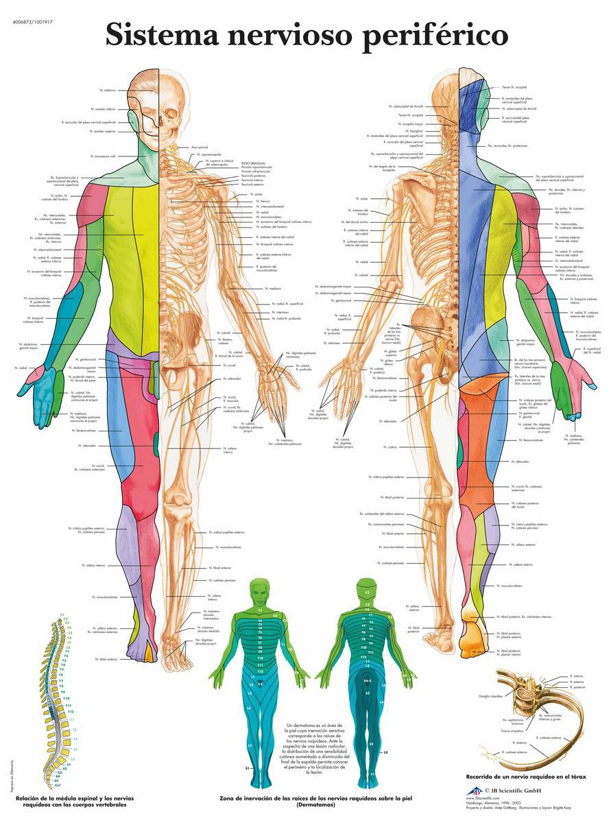 3b-scientific-spinalnerven-tafel-laminiert-anatomieposter-50-x-67-cm-f-r-studium image 2