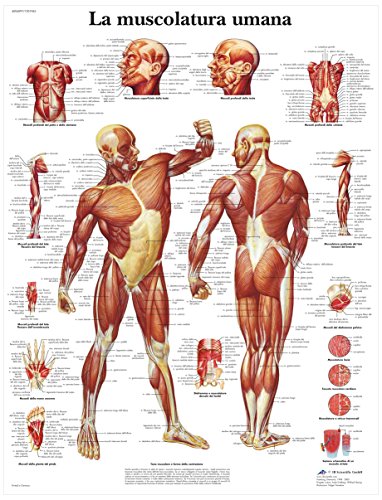 3b-scientific-anatomieposter-menschliche-muskulatur-laminiert-uv-und-staubgesch- image 4