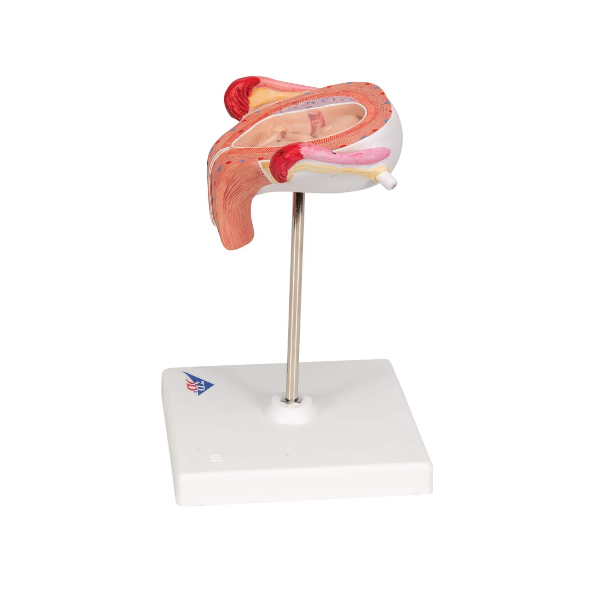 3b-scientific-fetus-modell-3-monat-schwangerschaftsmodell-in-geb-rmutter-nat-rli image 5