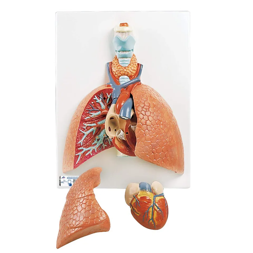 3b-scientific-lungenmodell-mit-kehlkopf-5-teiliges-humananatomie-modell-mit-abne image 1