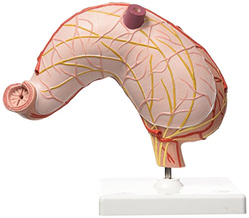 3b-scientific-magen-2-teilig-humananatomie-modell-mit-app image 4