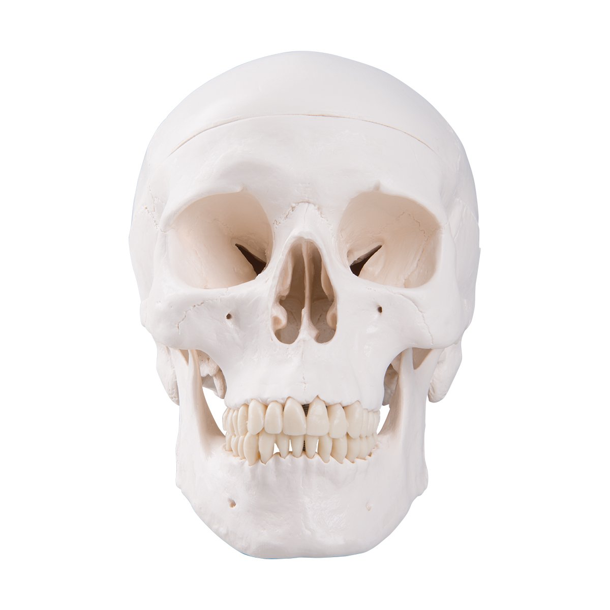 3b-scientific-klassisches-sch-del-modell-mit-montage-anatomie-sch-del-classique image 1