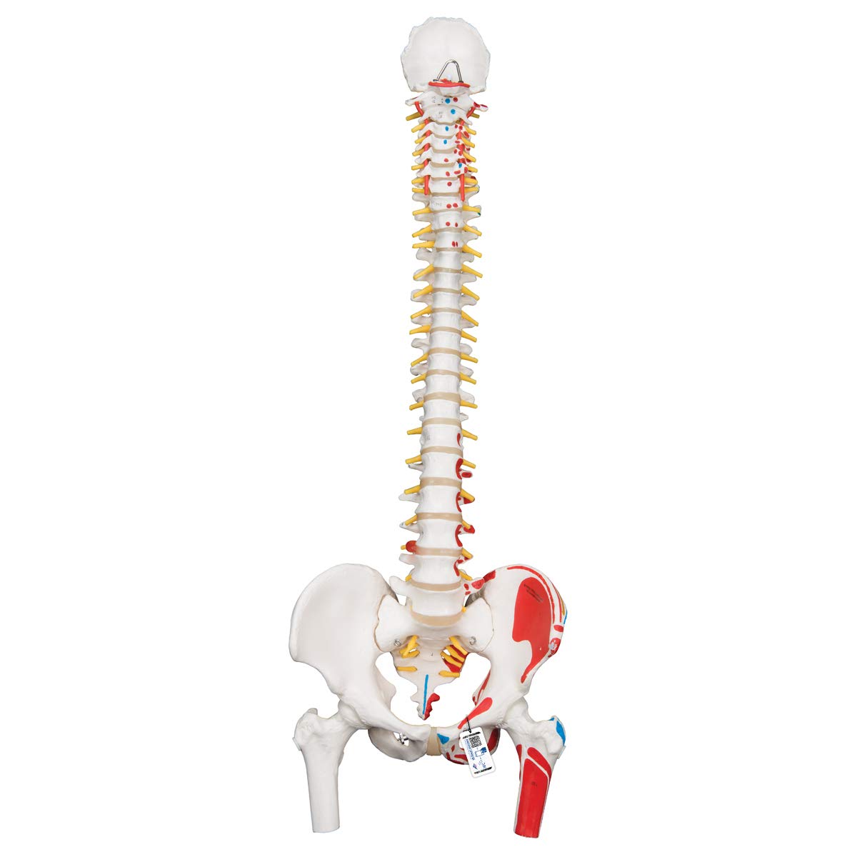 3b-scientific-flexible-wirbels-ule-klassik-lebensgro-es-wirbels-ulenmodell-mit-m image 1