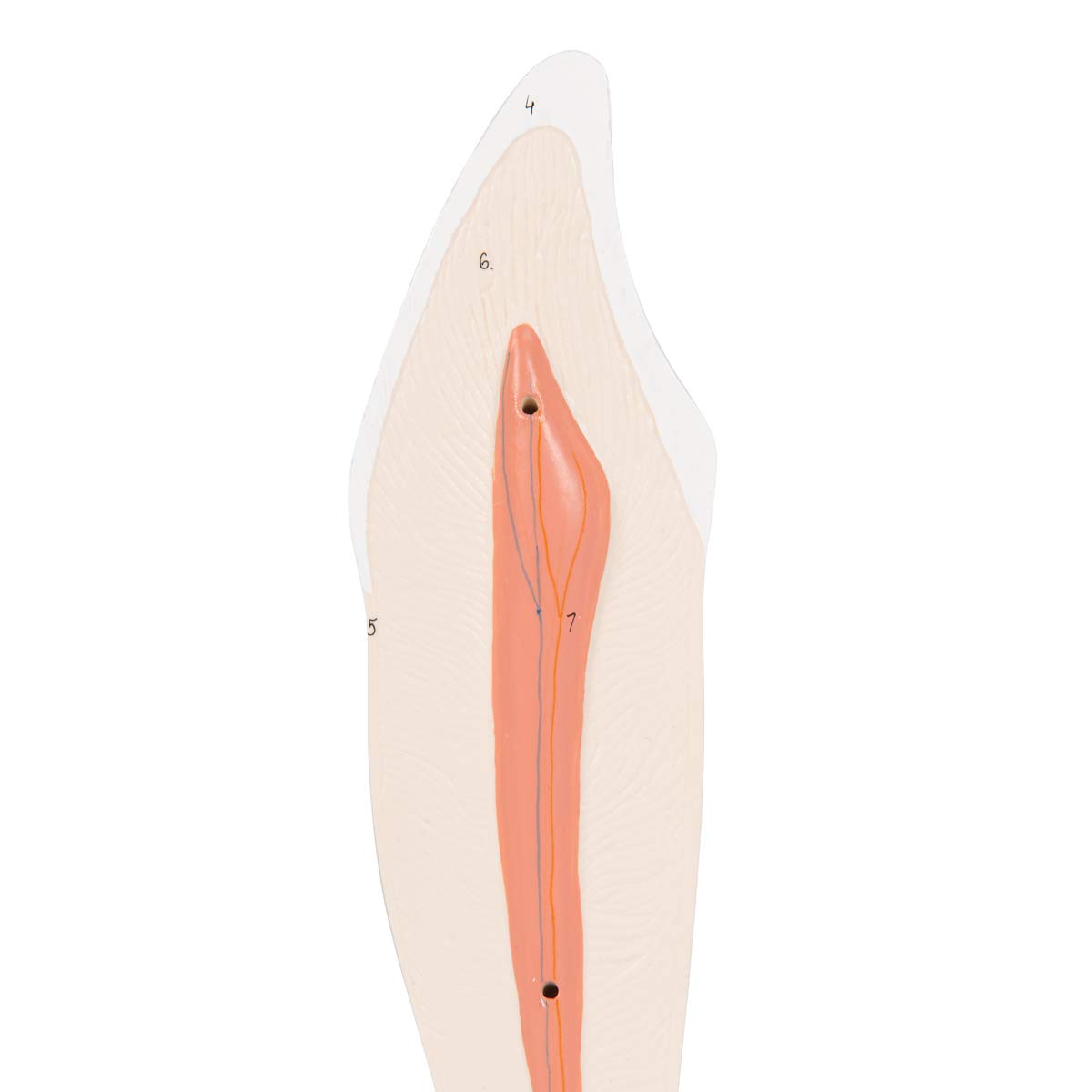 3b-scientific-unterer-eckzahn-zahnmodell-2-teilig-smart-anatomy-app image 5