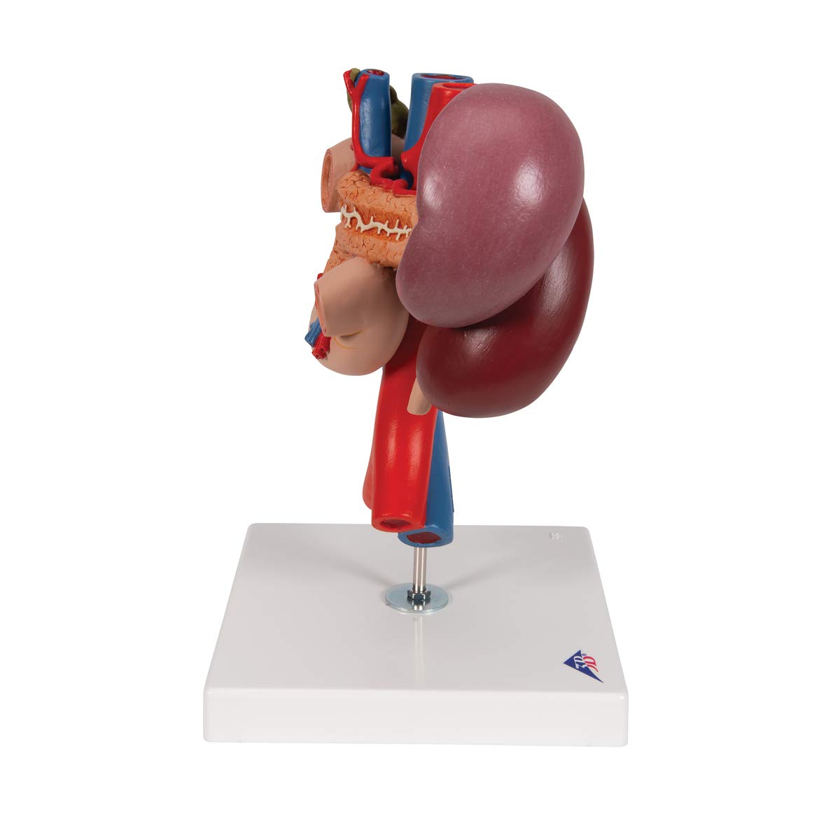 3b-scientific-nieren-mit-hinteren-oberbauchorganen-3-teilig-3b-smart-anatomy-app image 3