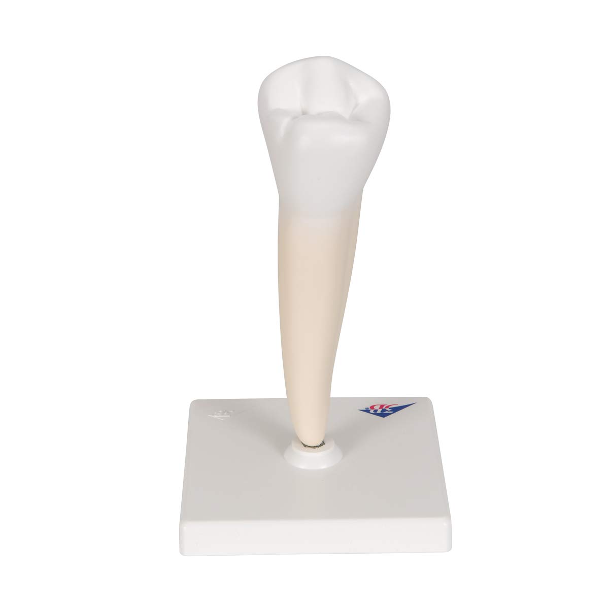 3b-scientific-unterer-einwurzeliger-pr-molar-zahnmodell-auf-stativ-3b-smart-anat image 4