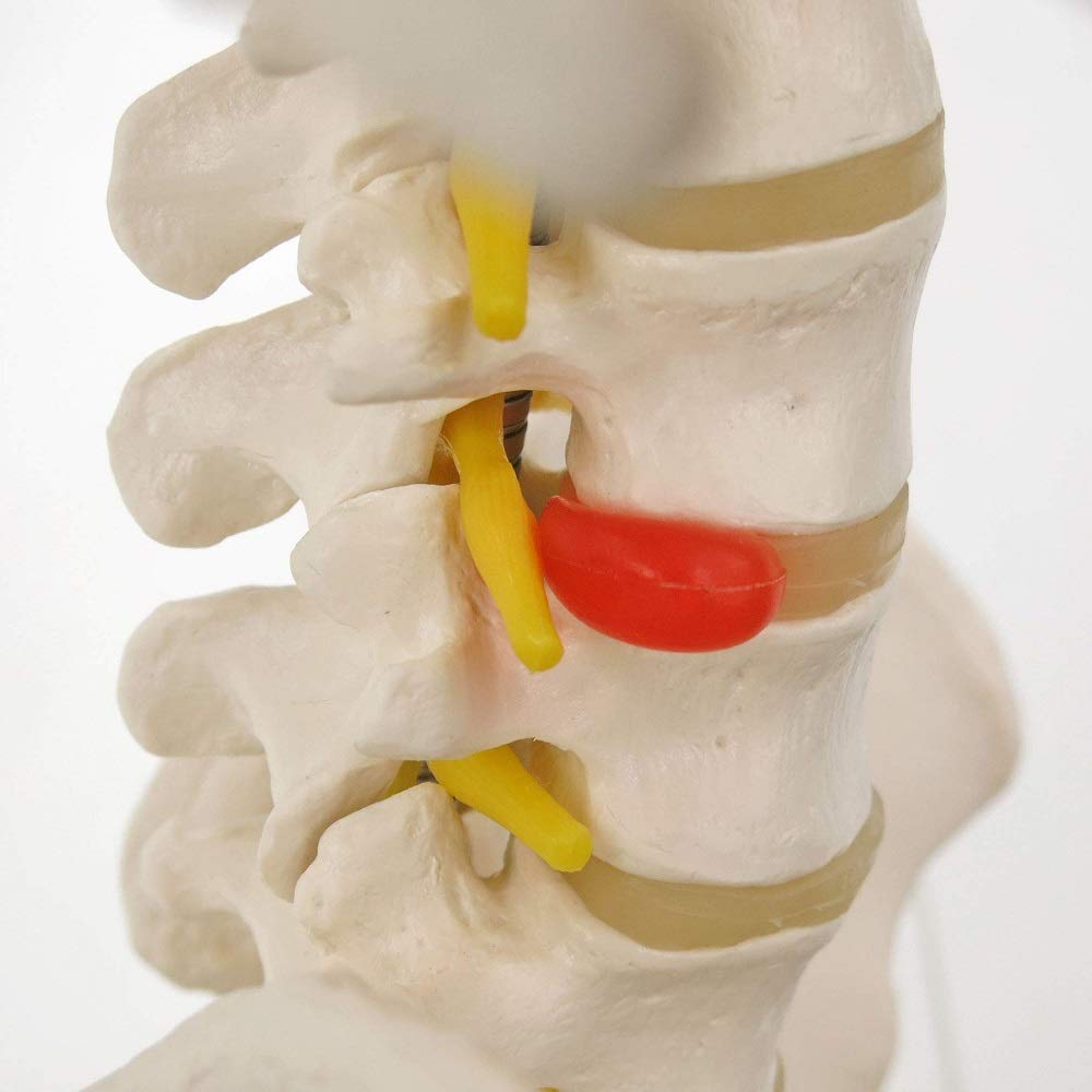 3b-scientific-klassische-flexible-wirbels-ule-mit-brustkorb-lebensgro-beweglich image 7