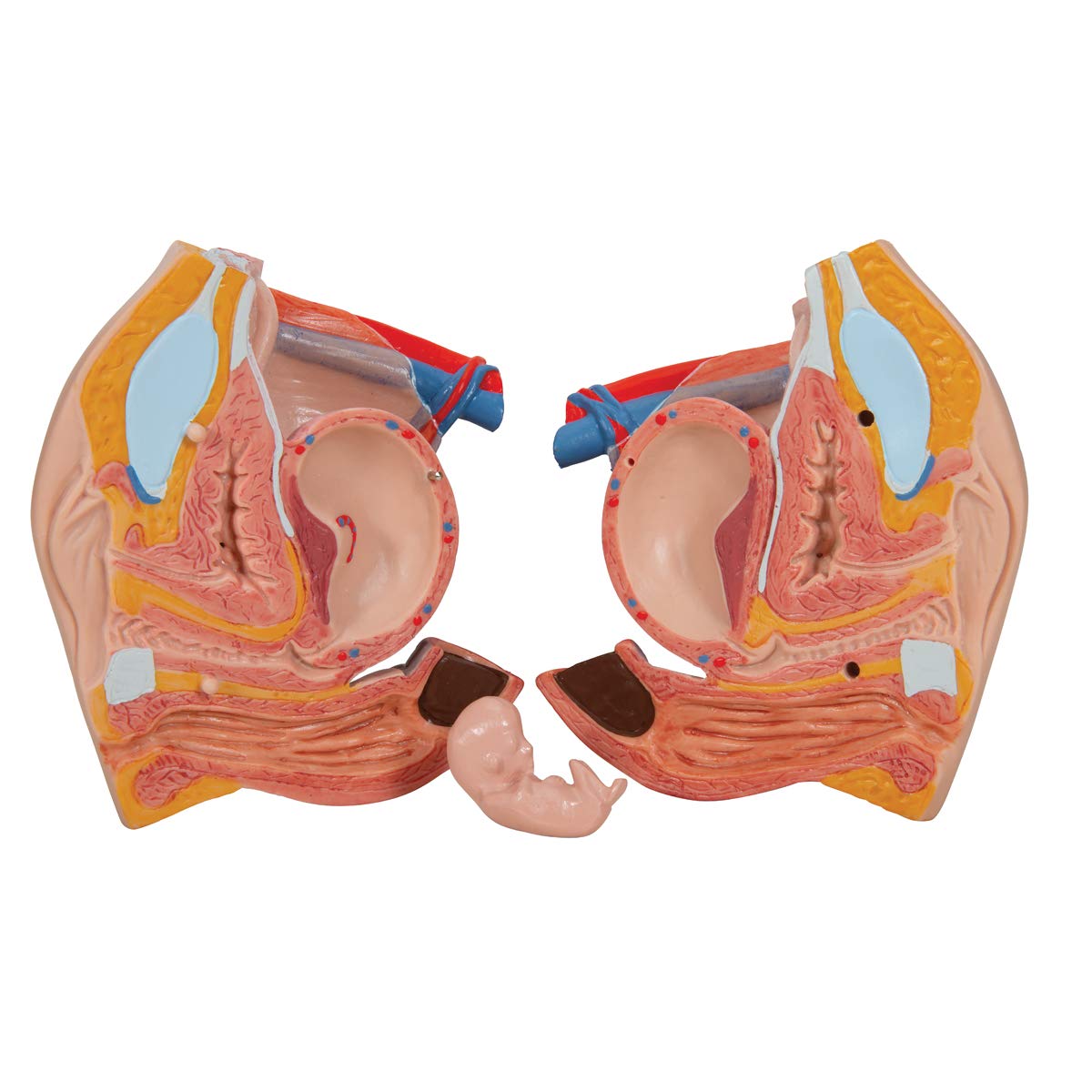 3b-scientific-deluxe-torso-zweigeschlechtlich-24-teilig-anatomiemodell image 7