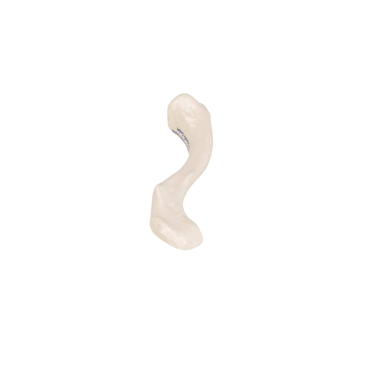 3b-scientific-schl-sselbein-modell-originalgr-e-3b-smart-anatomy-app image 6