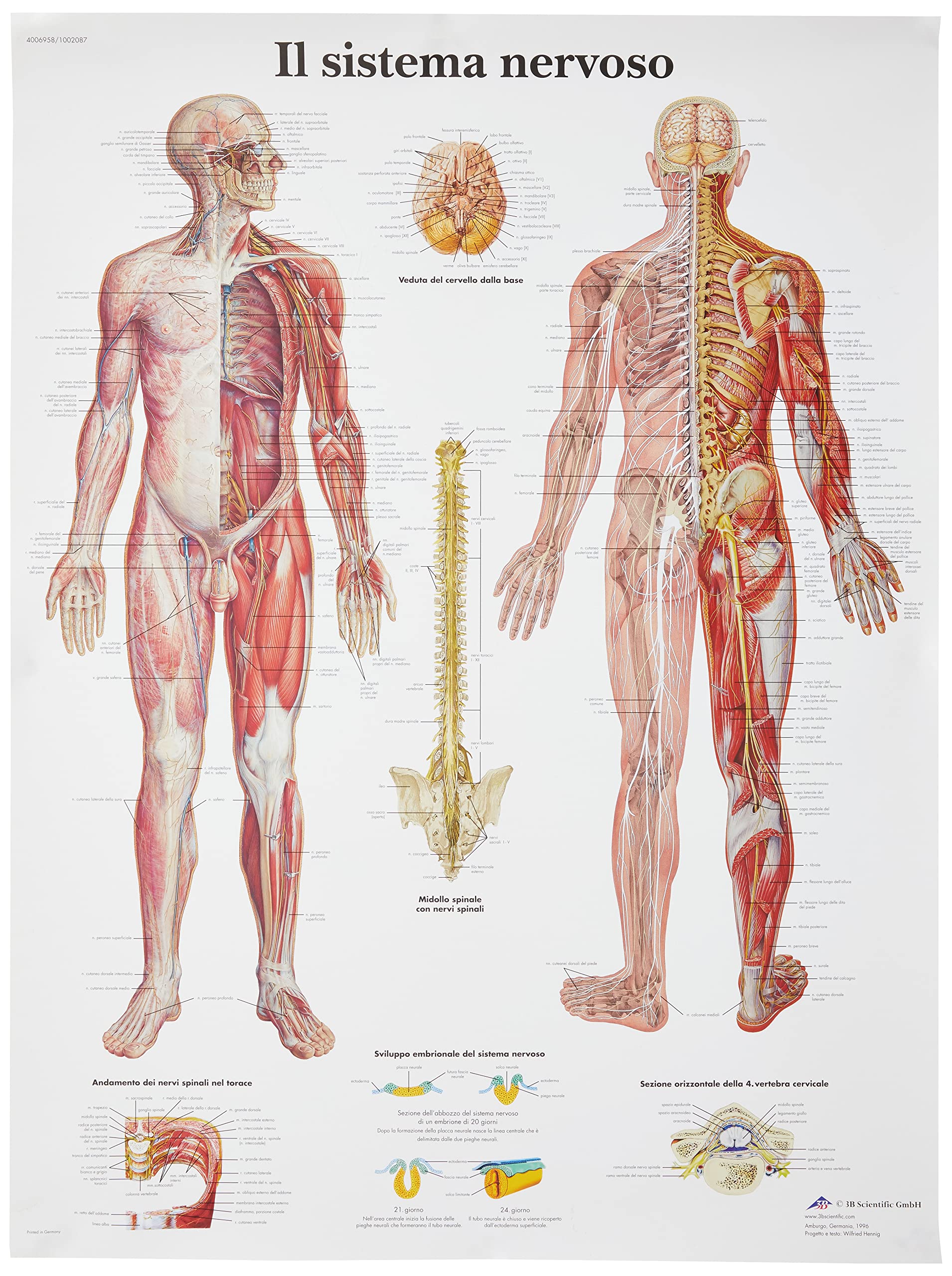 3b-scientific-anatomietafel-nervensystem-italienisch-50x67-cm-papier image 1