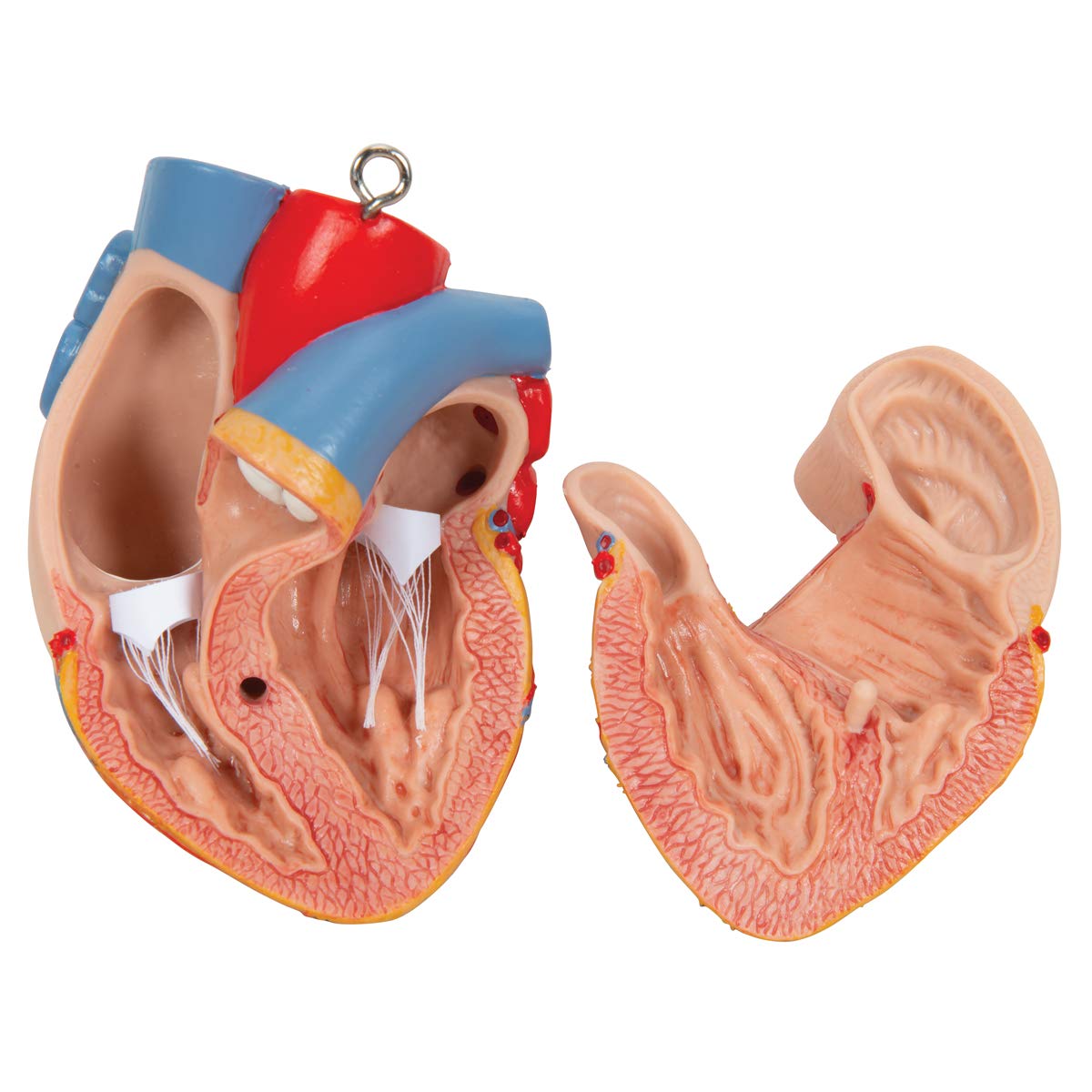 3b-scientific-classic-torso-modell-geschlechtsneutral-18-teilig-mit-offenem-nack image 7