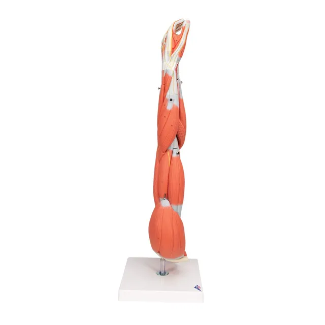 3b-scientific-armmuskel-modell-6-teilig-lebensgro-es-arm-modell-mit-abnehmbaren- image 1