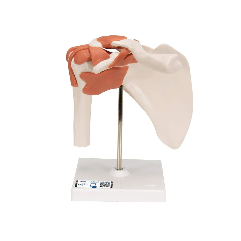 3b-scientific-a80-funktionales-schultergelenk-modell-mit-st-nder-3b-smart-anatom image 1