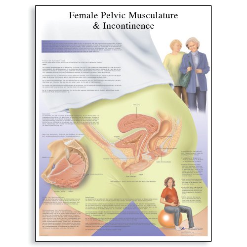 3b-scientific-human-anatomy-inkontinenz-bei-frauen-lehrtafel-papier-50-x-67-cm image 3