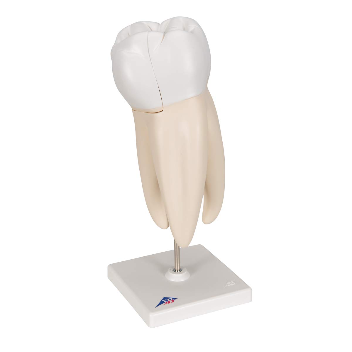 3b-scientific-oberer-molaren-zahnmodell-3-teilig-vergr-ert-mit-smart-anatomy-app image 2