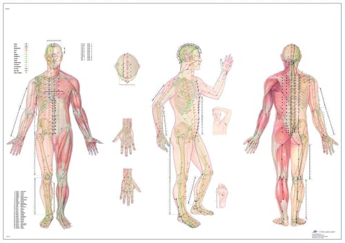 3b-scientific-4006730-akupunkturtafel-human-anatomy-papierversion image 4