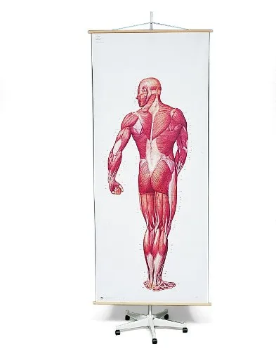 3b-scientific-lehrtafelstativ-auf-rollen-2-teilig-stativ-f-r-anatomische-lehrtaf image 1