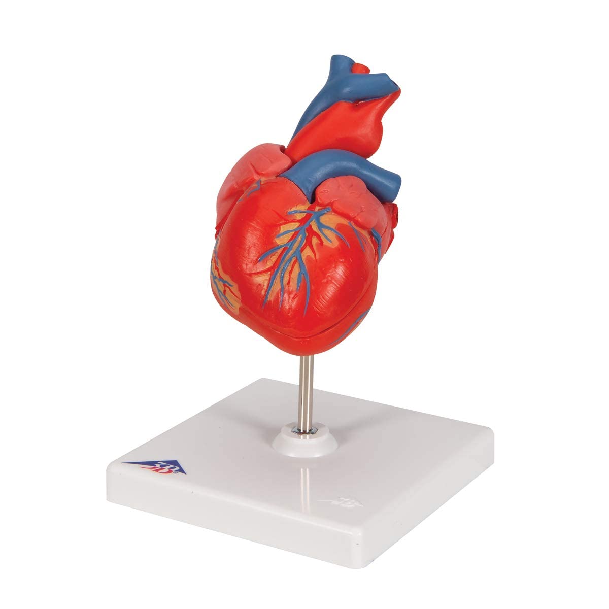 3b-scientific-klassisches-herzmodell-lebensgro-2-teilig-mit-smart-anatomy-app image 7