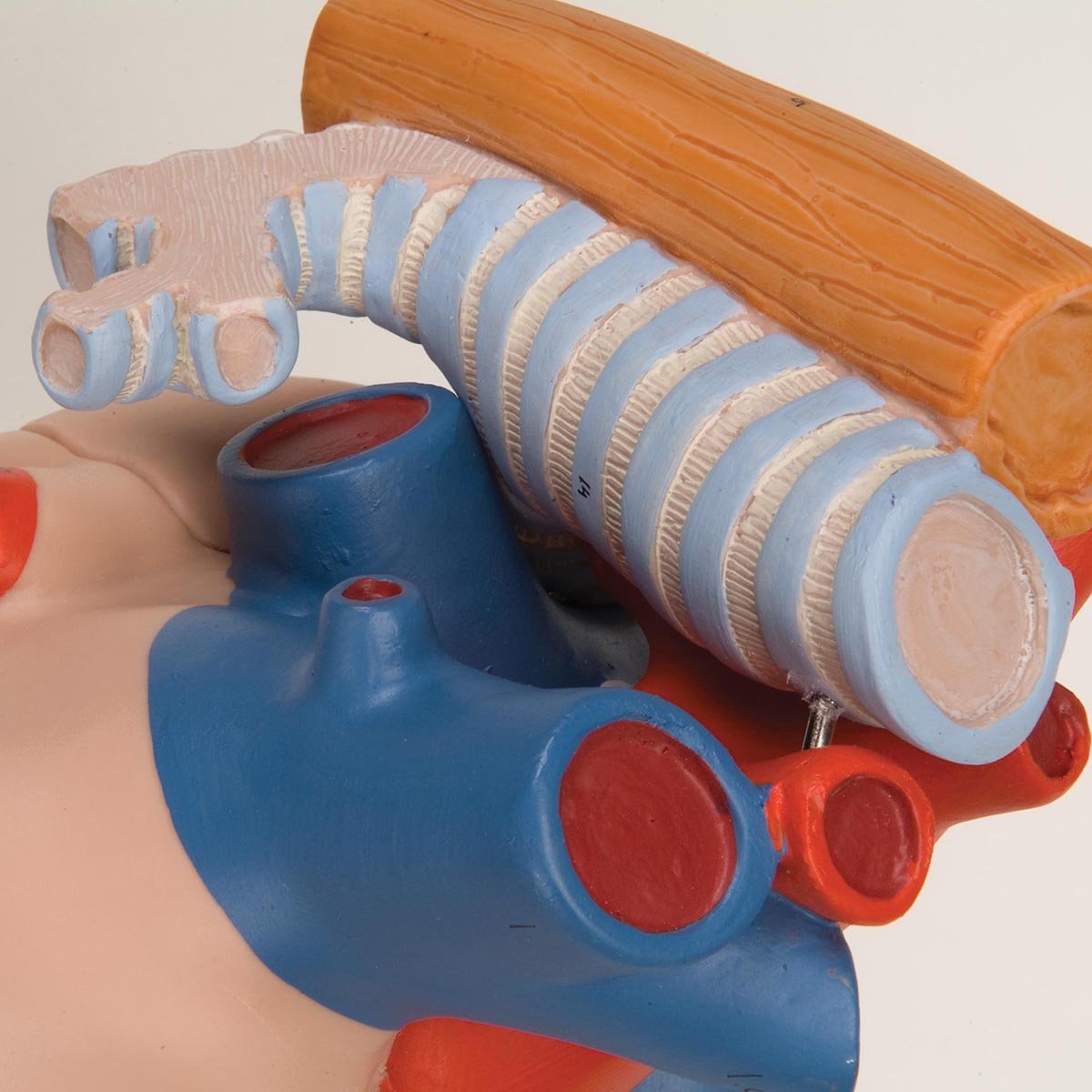 3b-scientific-g13-herz-mit-luft-und-speiser-hre-2-fache-gr-e-5-teilig-anatomiemo image 3