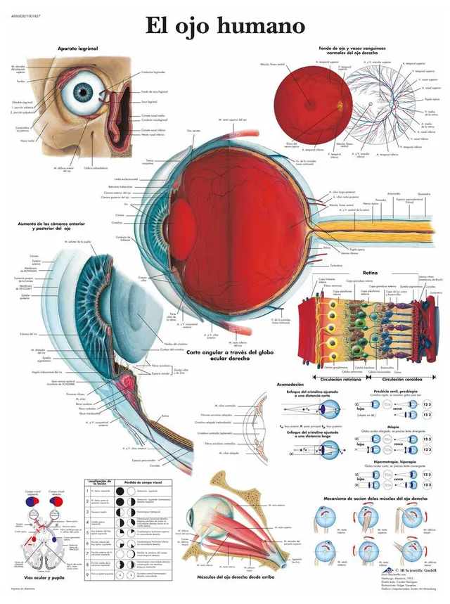 3b-scientific-lehrtafel-menschliches-auge-anatomie-und-physiologieposter-50-x-67 image 1