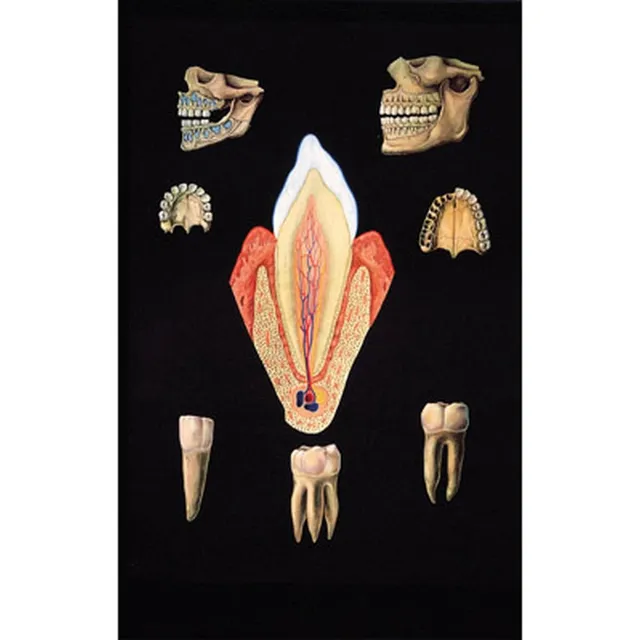 3b-scientific-menschliche-anatomie-lehrtafel-das-gesunde-gebiss-84x200-cm-ohne-h image 1