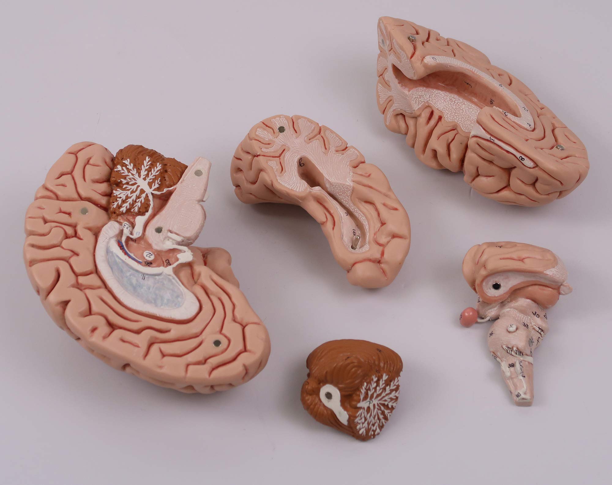 3b-scientific-klassisches-gehirn-5-teilig-lebensgro-physiologie-der-nerven-serie image 7