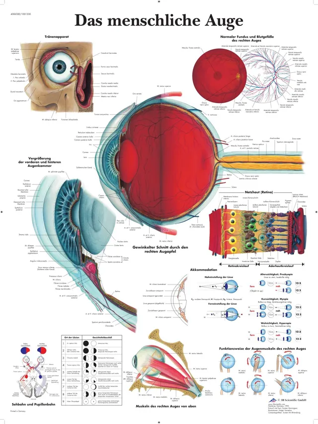 3b-scientific-lehrtafel-das-menschliche-auge-vr0226l-laminiert-50x67-cm image 1