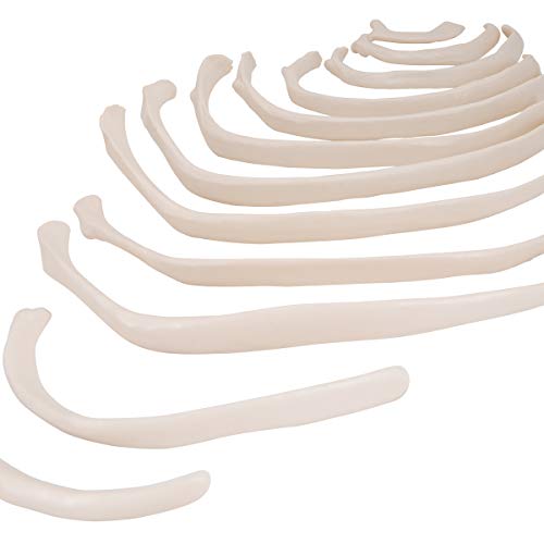 3b-scientific-menschliches-rippenmodell-mit-12-losen-rippen-anatomiemodell-aus-p image 4