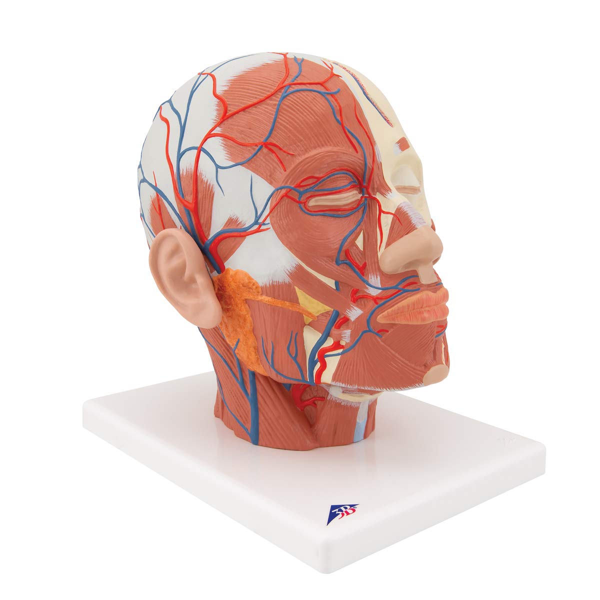 3b-scientific-kopfmodell-lebensgro-mit-muskulatur-blutgef-en-pvc-smart-anatomy-a image 2
