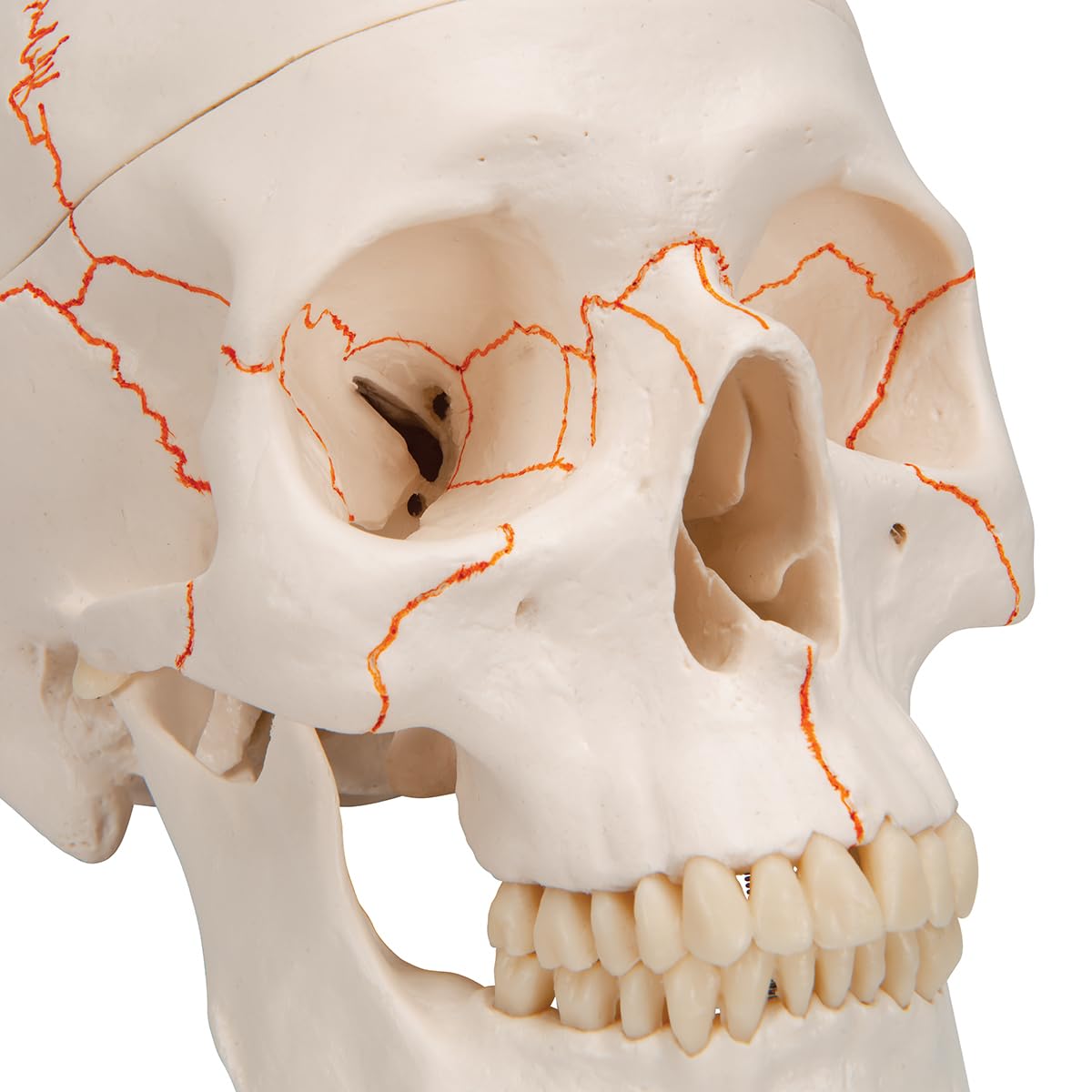 3b-scientific-a21-klassik-sch-del-3-teilig-mit-nummerierung-3b-smart-anatomy image 6