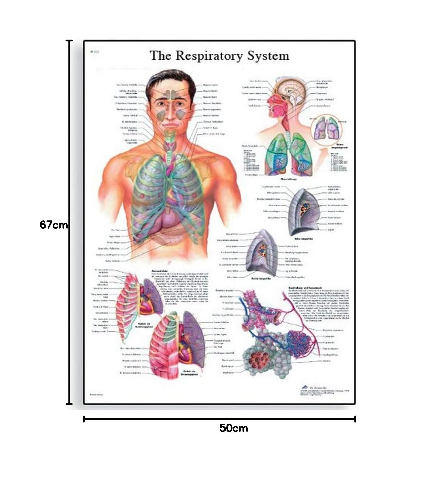 3b-scientific-the-respiratory-system-poster-50x67-cm-papierversion-englisch image 2