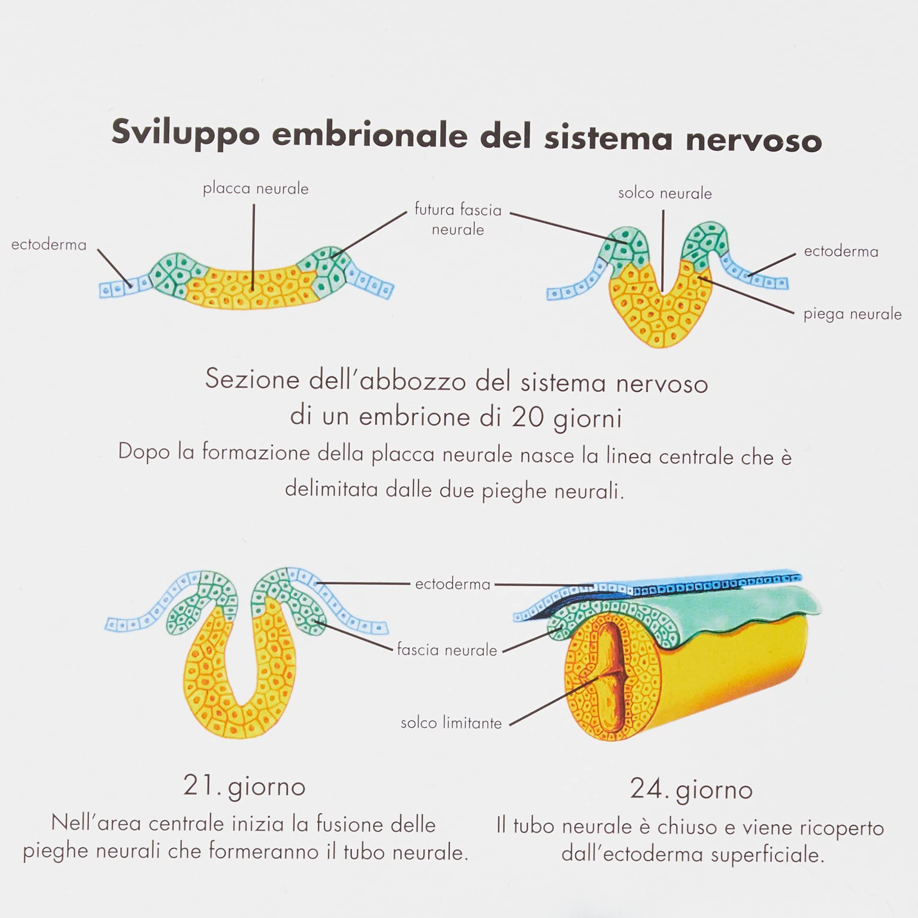 3b-scientific-anatomietafel-nervensystem-italienisch-50x67-cm-papier image 3