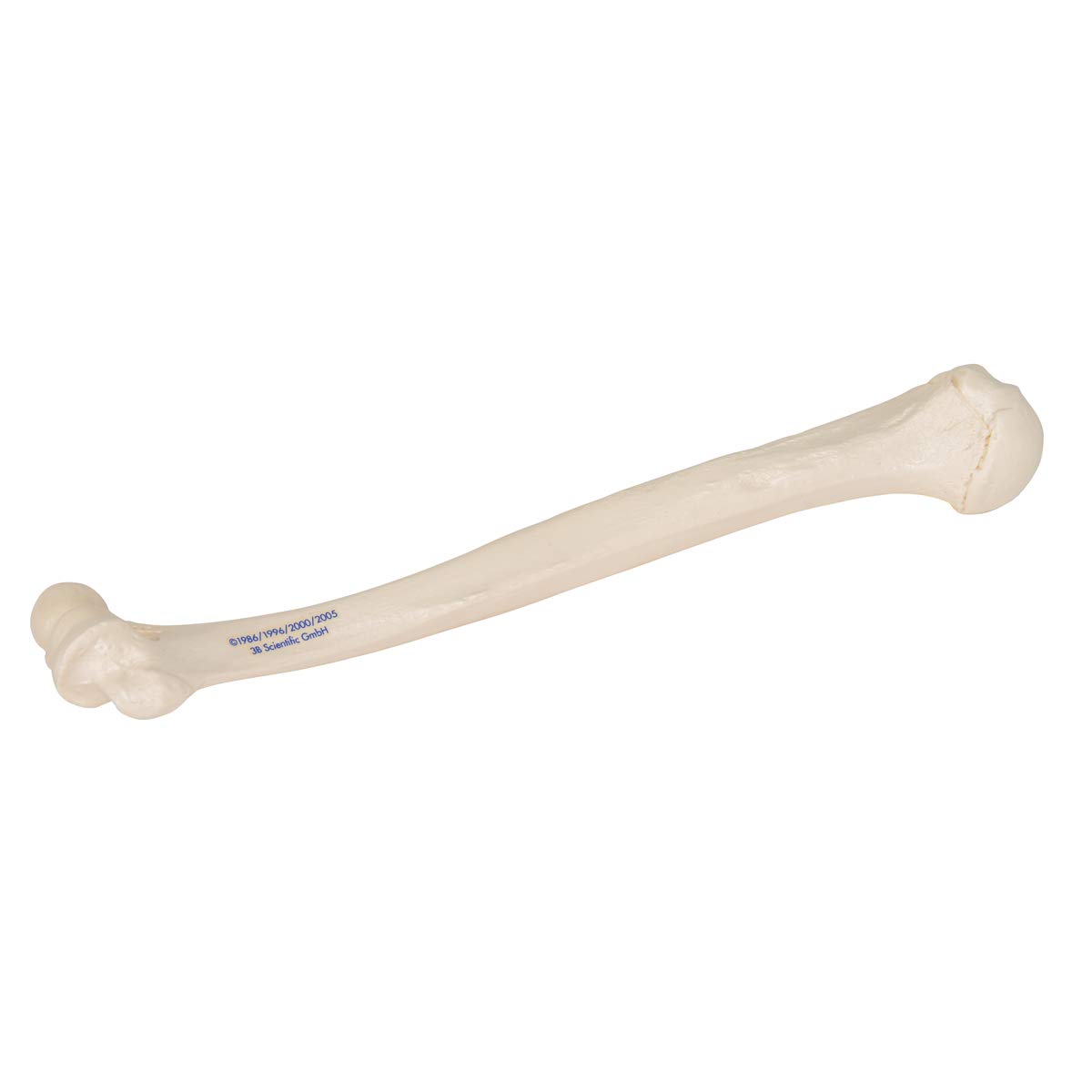 3b-scientific-humerus-modell-a45-1-oberarmknochen-in-naturgr-e-mit-smart-anatomy image 2