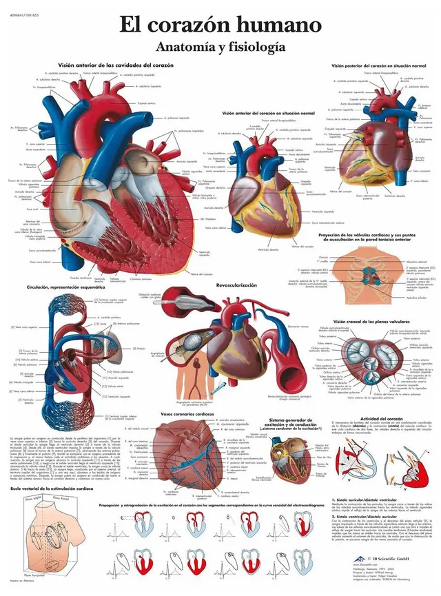 3b-scientific-lehrtafel-das-menschliche-herz-anatomie-poster-50-x-67-cm image 1