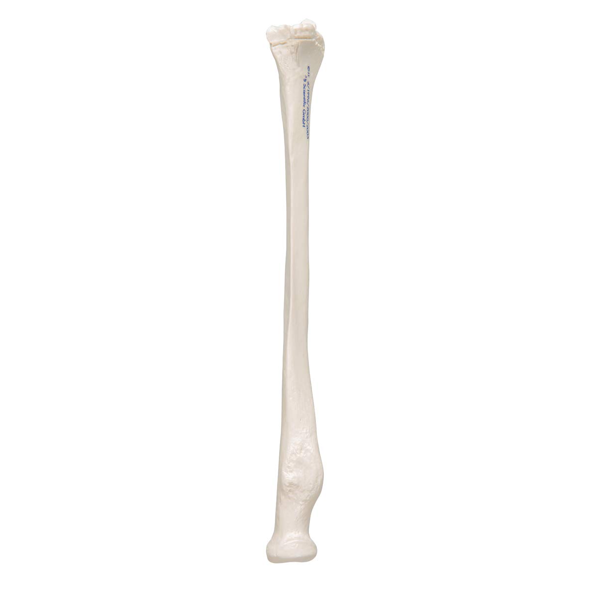 3b-scientific-speiche-radius-unterarmknochen-anatomiemodell-smart-anatomy-app image 8