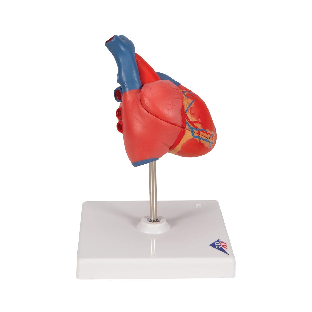 3b-scientific-klassisches-herzmodell-lebensgro-2-teilig-mit-smart-anatomy-app image 3