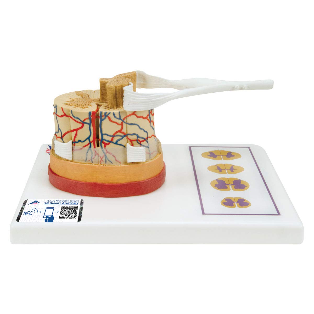 3b-scientific-r-ckenmarkmodell-vergr-ert-mit-nerven-gef-en-smart-anatomy-app image 1