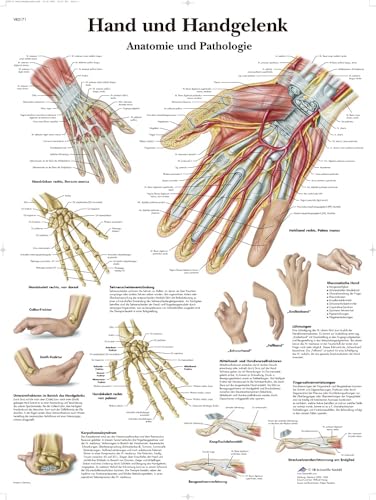 3b-scientific-anatomie-poster-hand-handgelenk-50x67-cm-laminiert image 4