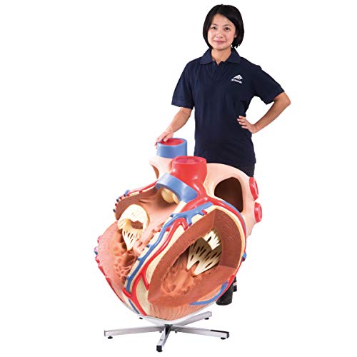 3b-scientific-riesen-herzmodell-8-fach-vergr-ert-zerlegbar-pvc-smart-anatomy-app image 6