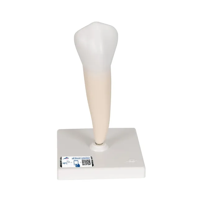 3b-scientific-unterer-einwurzeliger-pr-molar-zahnmodell-auf-stativ-3b-smart-anat image 1