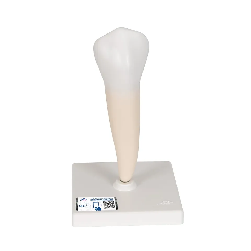 3b-scientific-unterer-einwurzeliger-pr-molar-zahnmodell-auf-stativ-3b-smart-anat image 1
