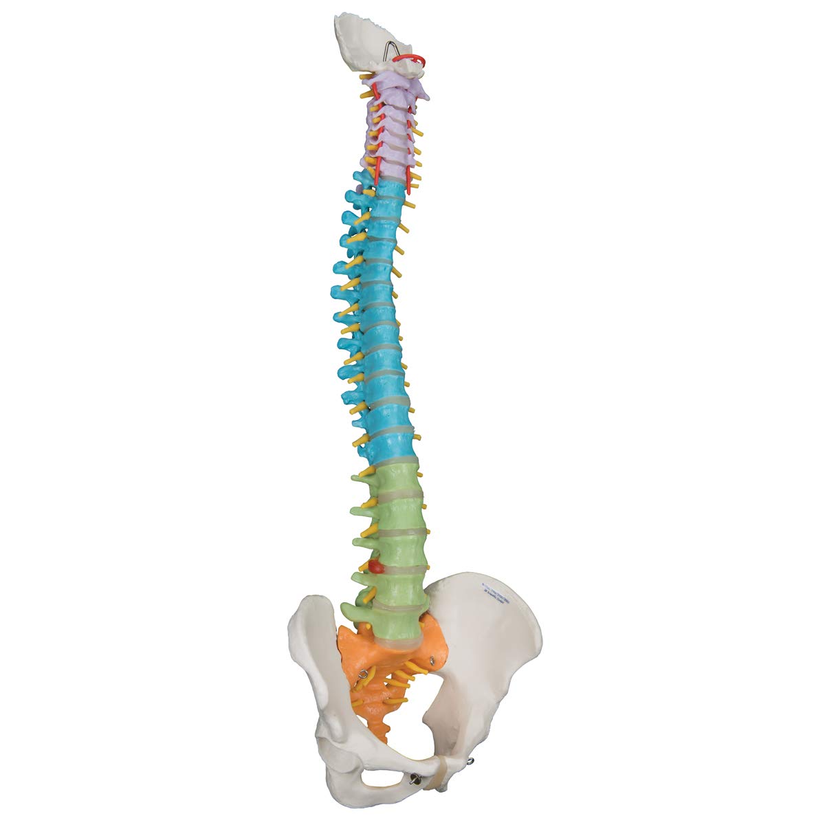 3b-scientific-flexibles-wirbels-ulenmodell-a58-8-didaktisch-smart-anatomy-app image 2