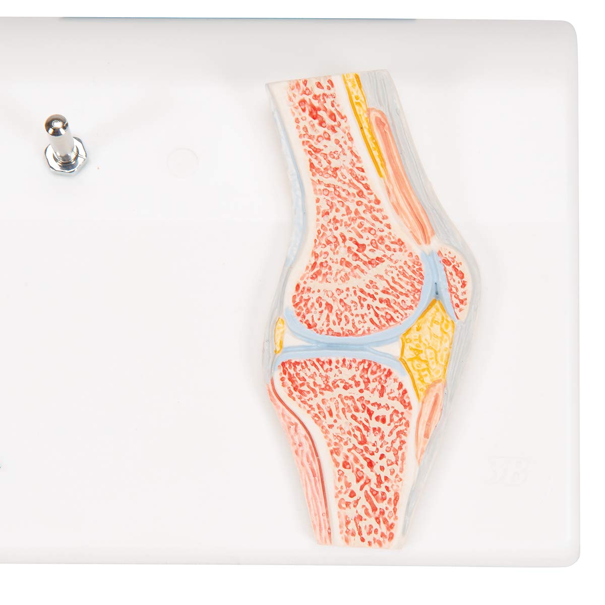 3b-scientific-mini-kniegelenkmodell-mit-querschnitt-a85-1-3b-smart-anatomy-app image 7