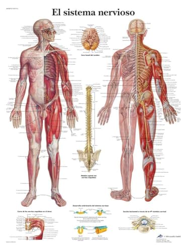 3b-scientific-menschliches-nervensystem-tafel-laminiertes-anatomieposter-50x67-c image 3