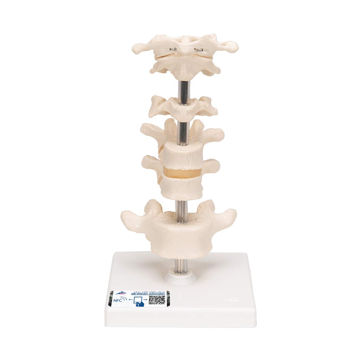 3b-scientific-6-modellwirbel-auf-stativ-22-cm-smart-anatomy-app image 1