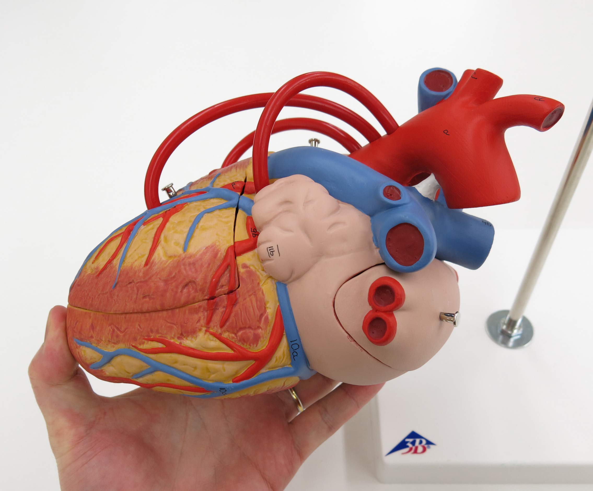 3b-scientific-herz-mit-bypass-2-fache-gr-e-4-teilig-g06-smart-anatomy-app image 3