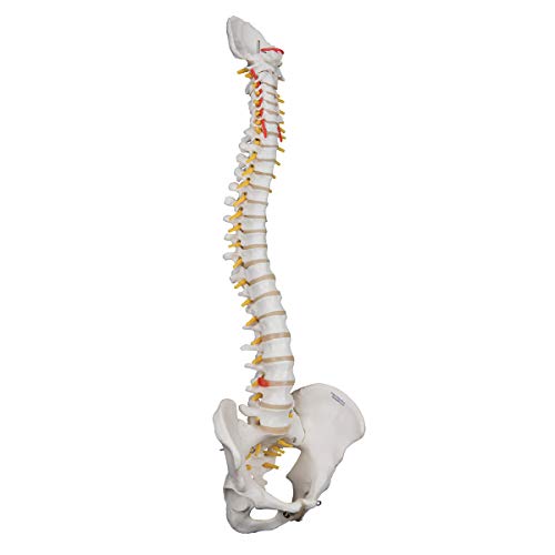 3b-scientific-flexible-wirbels-ule-f-r-starke-beanspruchung-3b-smart-anatomy-app image 6