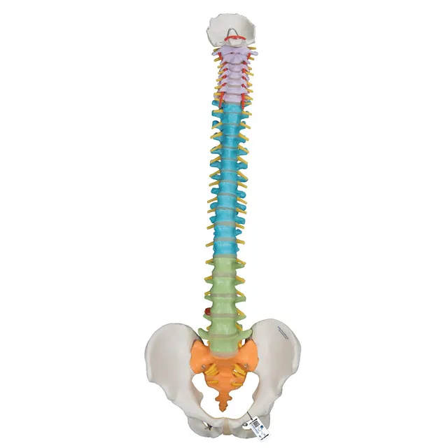 3b-scientific-flexibles-wirbels-ulenmodell-a58-8-didaktisch-smart-anatomy-app image 1